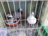 Pigeon / Gola